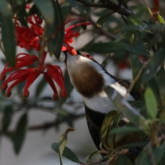 Acanthorhynchus tenuirostris at Downer, ACT - 13 Aug 2020