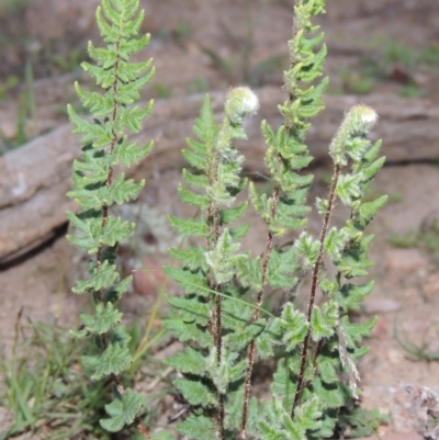 Cheilanthes distans (Bristly Cloak Fern) at Conder, ACT - 18 Mar 2020 by MichaelBedingfield