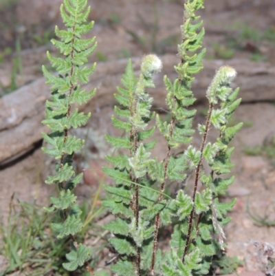 Cheilanthes distans (Bristly Cloak Fern) at Rob Roy Range - 18 Mar 2020 by michaelb