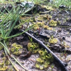 Drosera sp. (A Sundew) at Conder, ACT - 18 Aug 2020 by Nat