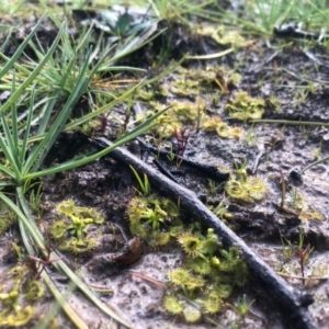 Drosera sp. at Conder, ACT - 19 Aug 2020