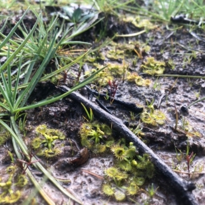 Drosera (genus) (A Sundew) at Conder, ACT - 19 Aug 2020 by Nat