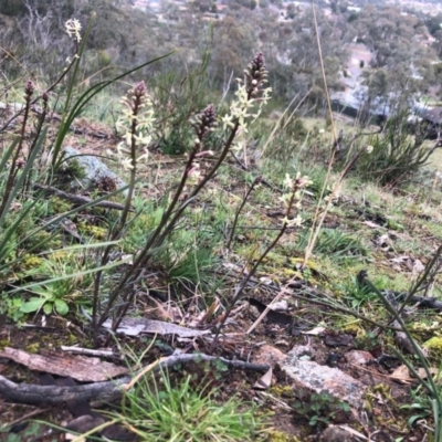 Stackhousia monogyna (Creamy Candles) at Tuggeranong Hill - 18 Aug 2020 by Nat