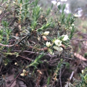 Melichrus urceolatus at Conder, ACT - 19 Aug 2020