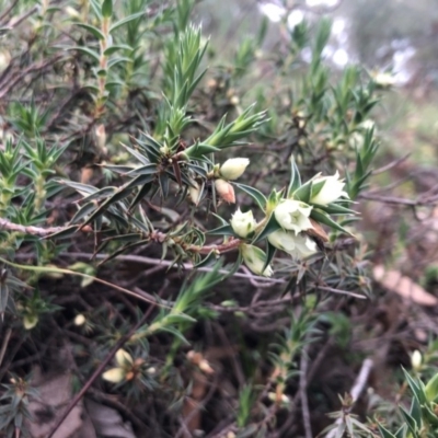 Melichrus urceolatus (Urn Heath) at Conder, ACT - 18 Aug 2020 by Nat