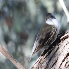 Cormobates leucophaea (White-throated Treecreeper) at Downer, ACT - 13 Aug 2020 by jbromilow50