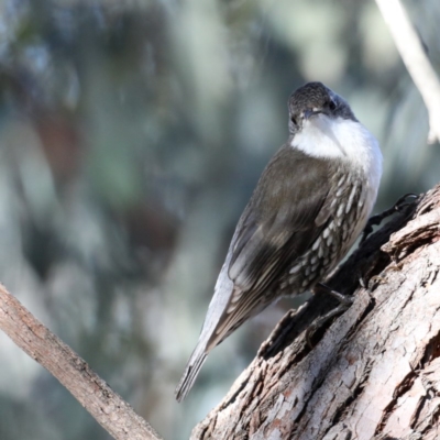 Cormobates leucophaea (White-throated Treecreeper) at Downer, ACT - 13 Aug 2020 by jb2602