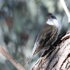 Cormobates leucophaea at Downer, ACT - 13 Aug 2020