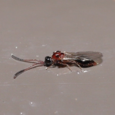 Diapriidae (family) (Diapriid wasp) at Acton, ACT - 18 Aug 2020 by TimL