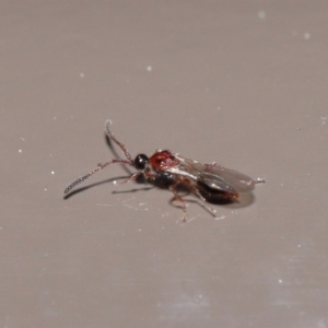 Diapriidae (family) at Acton, ACT - 18 Aug 2020 12:33 PM