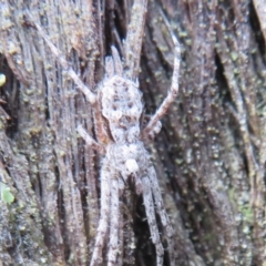 Tamopsis sp. (genus) (Two-tailed spider) at Mcleods Creek Res (Gundaroo) - 16 Aug 2020 by Christine