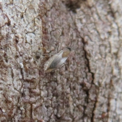 Unidentified Insect at Mcleods Creek Res (Gundaroo) - 16 Aug 2020 by Christine