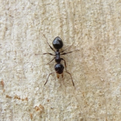 Myrmecorhynchus emeryi (Possum Ant) at Gundaroo, NSW - 16 Aug 2020 by Christine