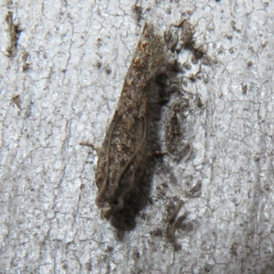 Spilonota-group (A Tortricid moth) at Mcleods Creek Res (Gundaroo) - 16 Aug 2020 by Christine