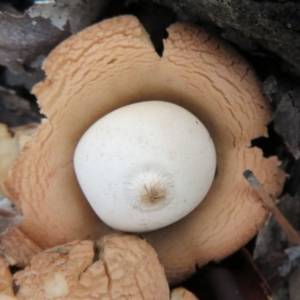 Geastrum sp. at Gundaroo, NSW - 16 Aug 2020