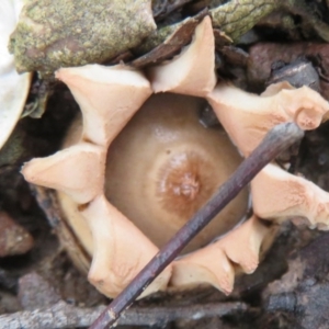 Geastrum sp. at Gundaroo, NSW - 16 Aug 2020