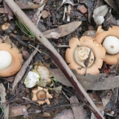 Geastrum sp. at Gundaroo, NSW - 16 Aug 2020 10:41 AM