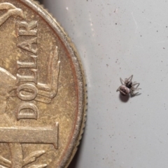 Araneus sp. (genus) at Acton, ACT - 18 Aug 2020 by TimL