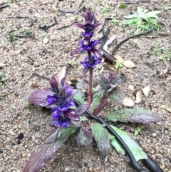 Ajuga australis (Austral Bugle) at Tuggeranong DC, ACT - 15 Aug 2020 by PeterR