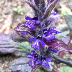 Ajuga australis at Tuggeranong DC, ACT - 15 Aug 2020