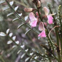 Indigofera adesmiifolia (Tick Indigo) at Pearce, ACT - 1 Aug 2020 by PeterR