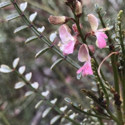 Indigofera adesmiifolia (Tick Indigo) at Pearce, ACT - 1 Aug 2020 by PeterR