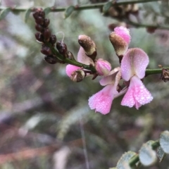 Indigofera adesmiifolia at Pearce, ACT - 1 Aug 2020