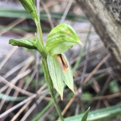 Bunochilus umbrinus (Broad-sepaled Leafy Greenhood) at Rob Roy Range - 15 Aug 2020 by PeterR