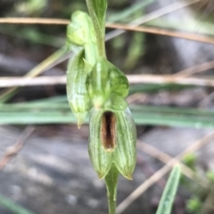 Bunochilus umbrinus at suppressed - 15 Aug 2020