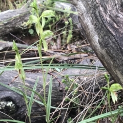 Bunochilus umbrinus at suppressed - 15 Aug 2020