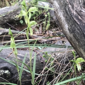 Bunochilus umbrinus (ACT) = Pterostylis umbrina (NSW) at suppressed - 15 Aug 2020