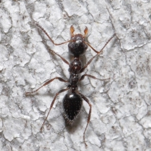 Myrmecorhynchus emeryi at Acton, ACT - 18 Aug 2020