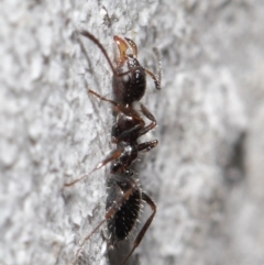 Myrmecorhynchus emeryi at Acton, ACT - 18 Aug 2020