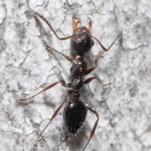 Myrmecorhynchus emeryi at Acton, ACT - 18 Aug 2020