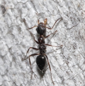 Myrmecorhynchus emeryi at Acton, ACT - 18 Aug 2020