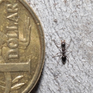 Myrmecorhynchus emeryi at Acton, ACT - 18 Aug 2020