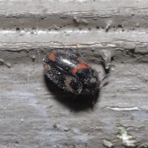 Eurhopalus sp. (genus) at Acton, ACT - 18 Aug 2020