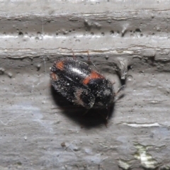 Eurhopalus sp. (genus) (Dermestid beetle) at Acton, ACT - 18 Aug 2020 by TimL