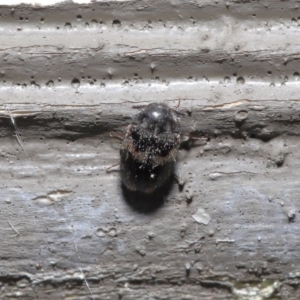 Eurhopalus sp. (genus) at Acton, ACT - 18 Aug 2020