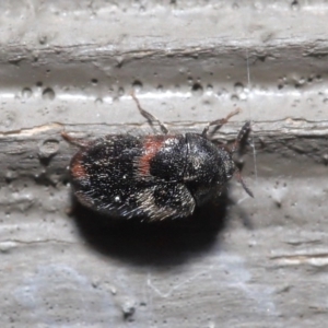 Eurhopalus sp. (genus) at Acton, ACT - 18 Aug 2020