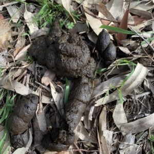 Cervidae (family) at Black Range, NSW - 19 Aug 2020