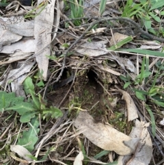 Cervidae (family) at Black Range, NSW - 19 Aug 2020