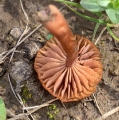 Unidentified Cup or disk - with no 'eggs' at Black Range, NSW - 19 Aug 2020 by Steph H