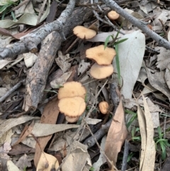 Laccaria sp. at Black Range, NSW - 19 Aug 2020 03:46 PM