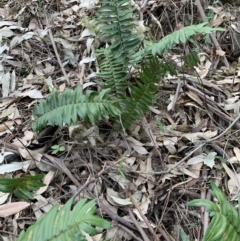 Pellaea falcata (Sickle Fern) at Black Range, NSW - 19 Aug 2020 by StephH