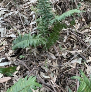 Pellaea falcata at Black Range, NSW - suppressed