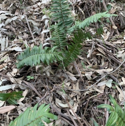 Pellaea falcata (Sickle Fern) at Black Range, NSW - 19 Aug 2020 by StephH