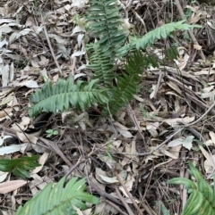 Pellaea falcata (Sickle fern) at Black Range, NSW - 19 Aug 2020 by StephH