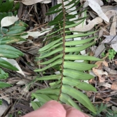 Pellaea falcata at Black Range, NSW - suppressed