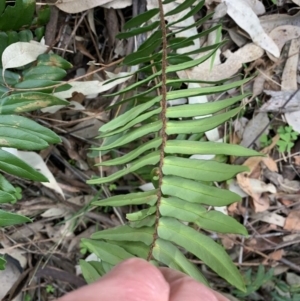 Pellaea falcata at Black Range, NSW - suppressed